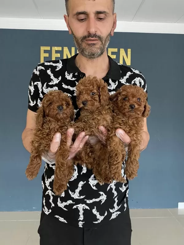 Wc Egitimli Toy Poodle Yavrularımız Fenomen Pets Ankara
