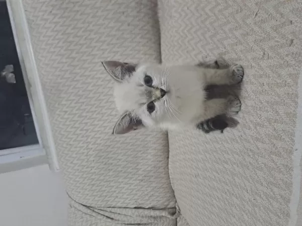 Minik British Shorthair