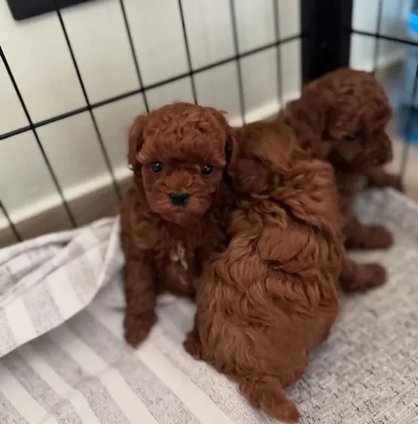 Aşili Pasaportlu Toy Poodle Yavrularımız