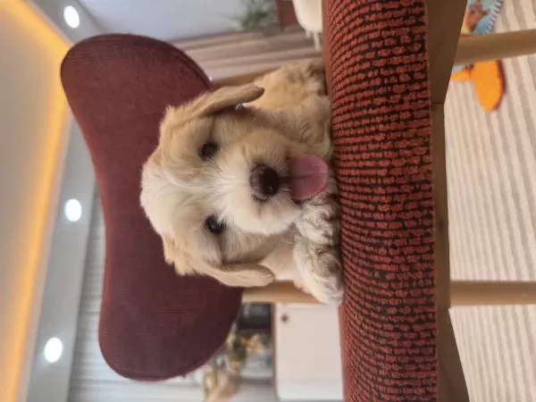 Harika Maltipoo Yavrum