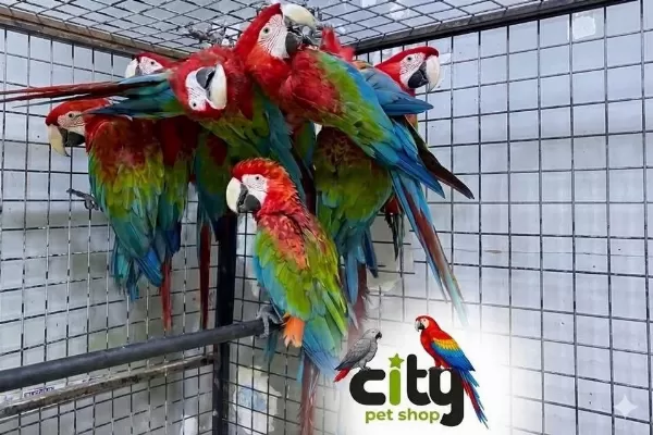 Çipli Belgeli Sari Ve Kirmizi Macawlar