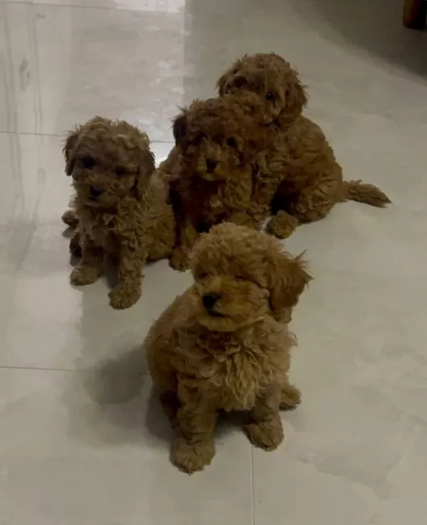 Anne Altından Uygun Orjinal Poodle Bebekler