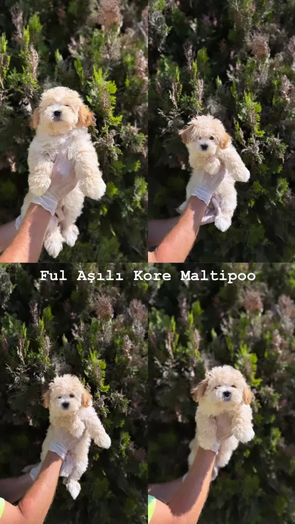 Orjinal Mis Turkey Maltipoo Yavrular Yeni Yuvalarina Hazir