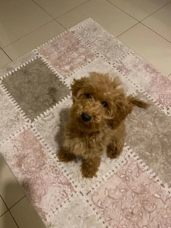 Çipli Aşılı Dişi Büyük Toy Poodle Yavrumuz