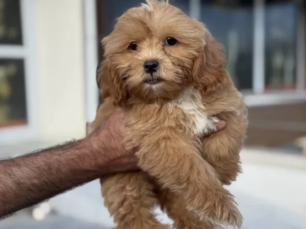 Show Kalite Wc Eğiirmli Maltipoo Yavrularımız