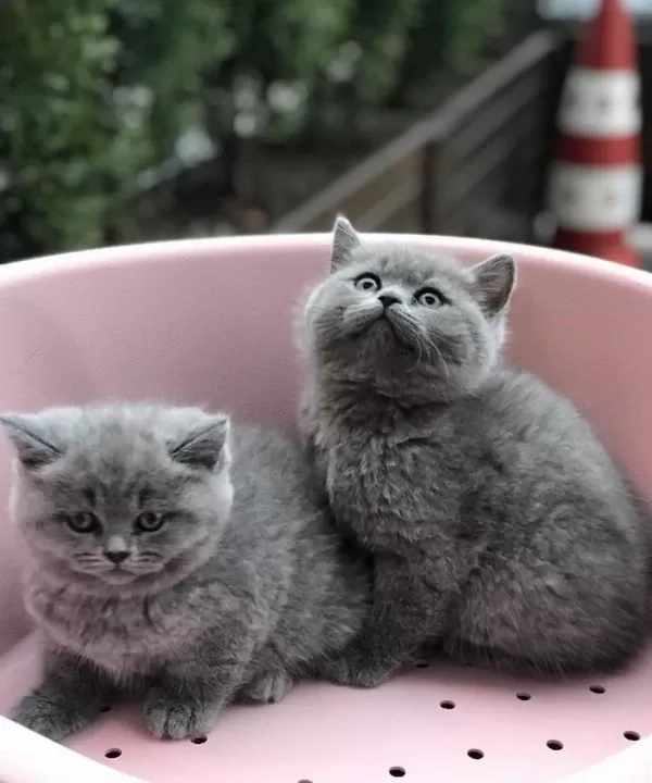 Gri British Shorthair Yavrularim