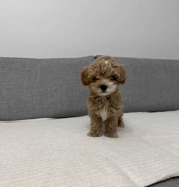 Ev Doğumlu Poodle Yavrum