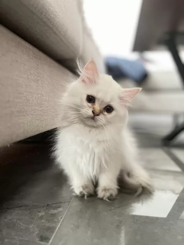 Pofuduk British Longhair Prenses