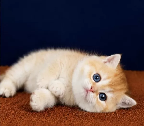 British Shorthair Ve Longhair Golden Yavrular