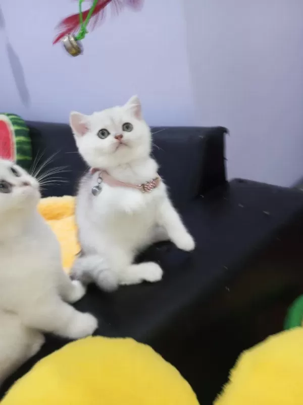 Safkan Silver Chinchilla Rengi Yavrular Catteryden