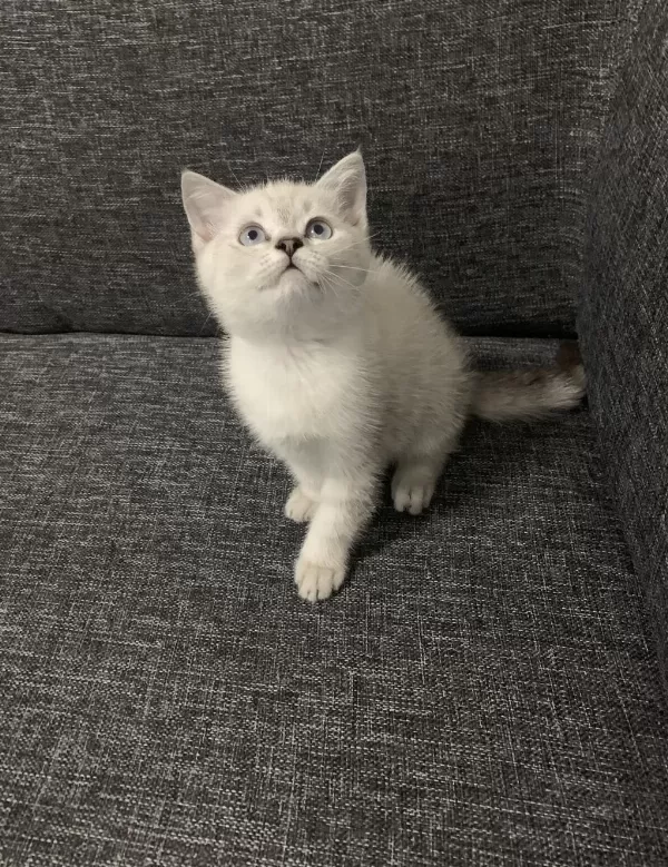 Arkadaş Canlısı Oyuncu Show Kalite British Shorthair