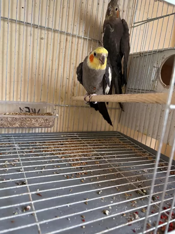 4 Yavrulu Kusursuz Grey Sultan Papağani Takim