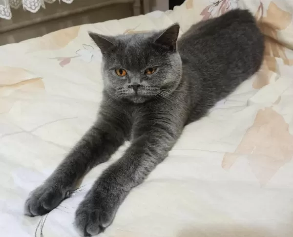 Dişi British Shorthair