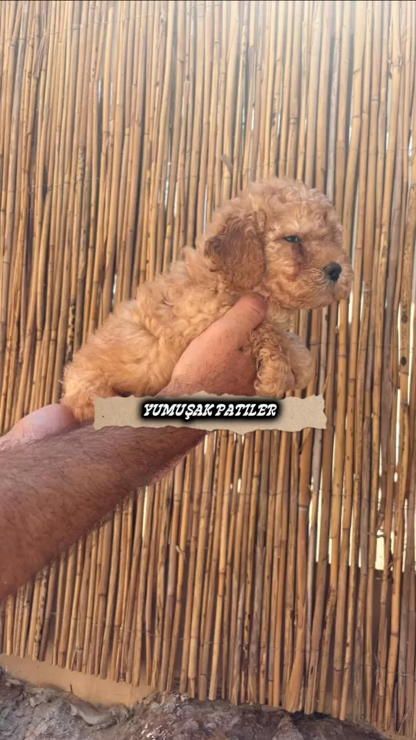 Sevimli İrk Toy Poodle
