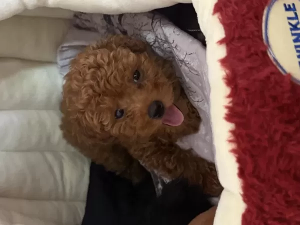 Sevimli Toy Poodle Yavrumuz Sahibini Bekliyor