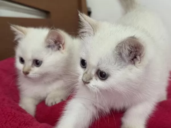 Yasal Çiftlikden Ziyarete Açık British Shorthair