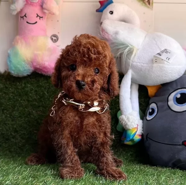 Sevimli Toy Poodle Yavrularımız