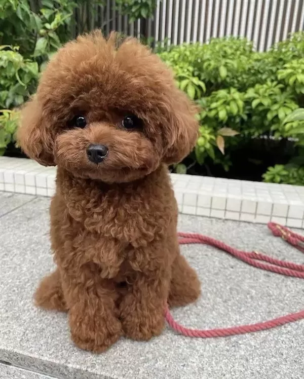 Poodle Koku Ve Tüy Dökümü Yapmaz