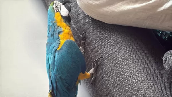 Sahibinden Macaw 8 Aylık