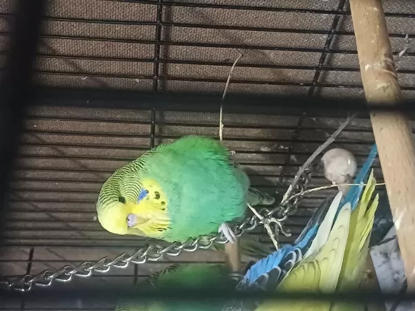 Damızlık Jumbo Erkek Ve Dişiler Show Jumbo Erkek Muhabbet