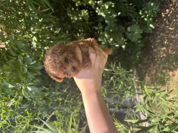 Evde Büyüyen Teacup Ve Toy Boy Poodle Yavrular