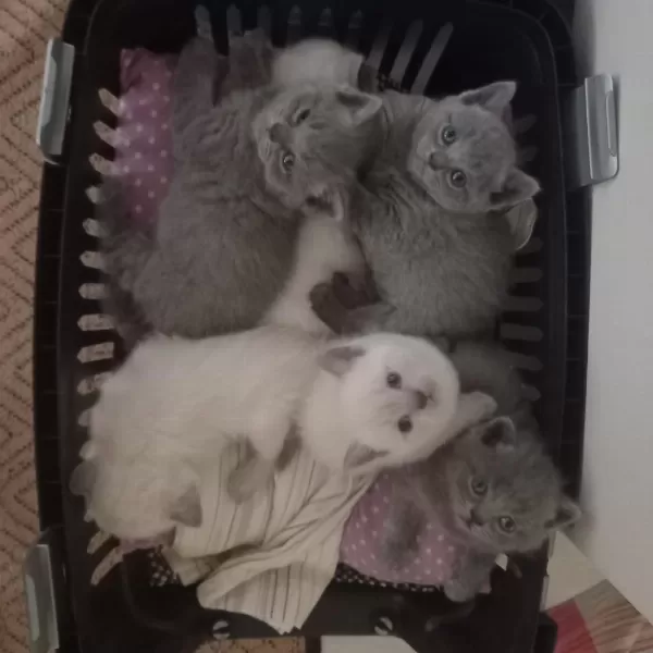 British Shorthair Yavrular Gönderim Mevcut
