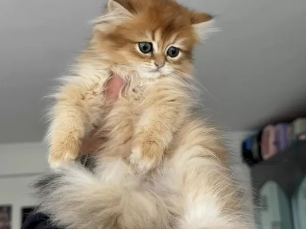 Yasal Çiftlikden Ziyarete Açık Golden Longhair British