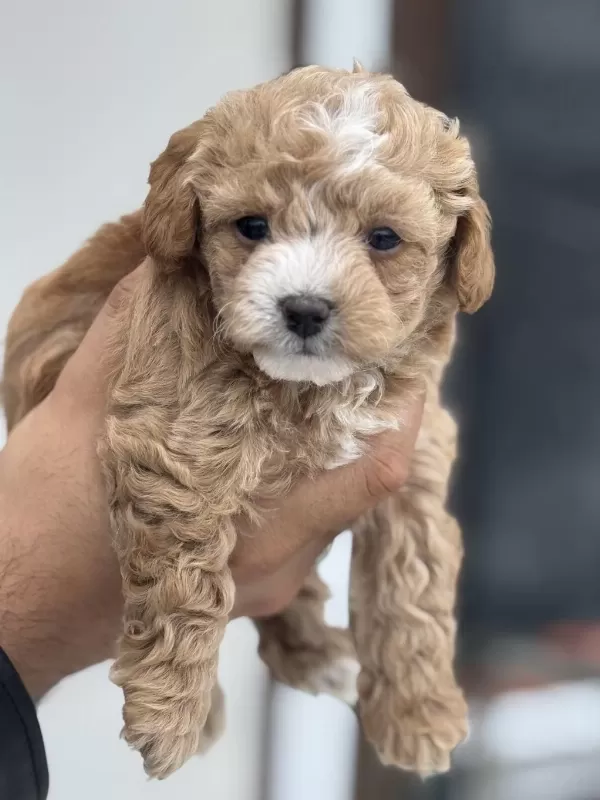 Dizayn İrk Maltipoo Yavrular Petmode Den