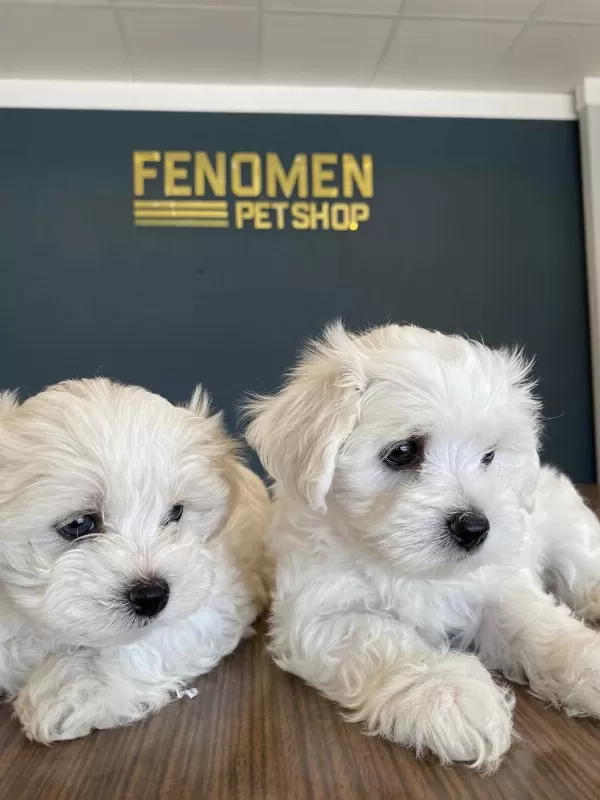 Kar Beyaz Maltese Terrier Yavrularımız Güncel