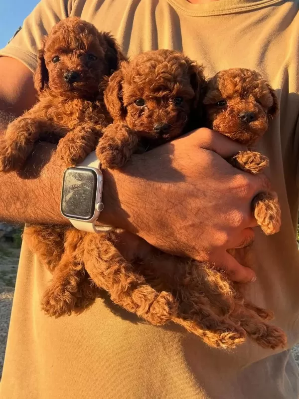Teacup Korea Poodle Saglik Ve Kg Garantili Wc Egitimli