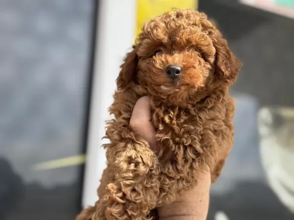 Boy Ve Kg Ram Garantili Toy Poodle Yavrular