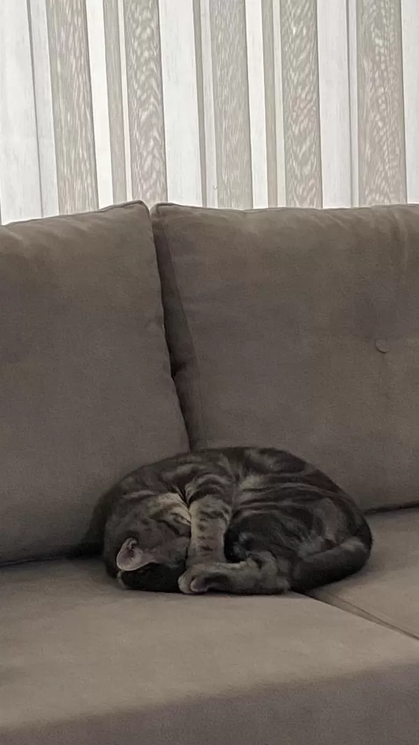 British Shorthair Duman Yeni Yuvasını Bekliyor