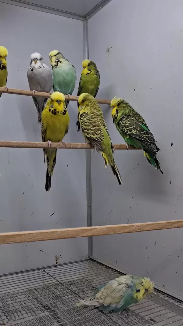 Show Jumbo Muhabbet Kuşları