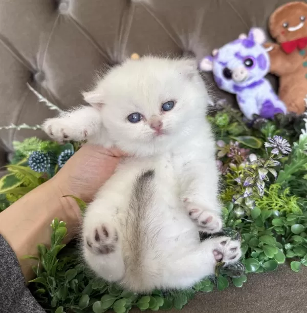 Yüksek Kalite Tombiş British Shorthair