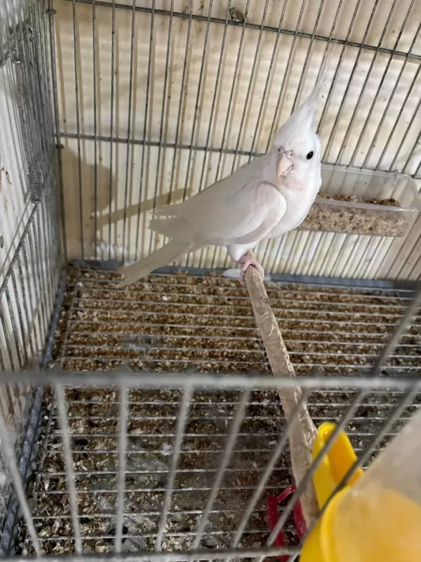 Kuluçka Makinesi Gibi Kusursuz Albino Takim Sultan