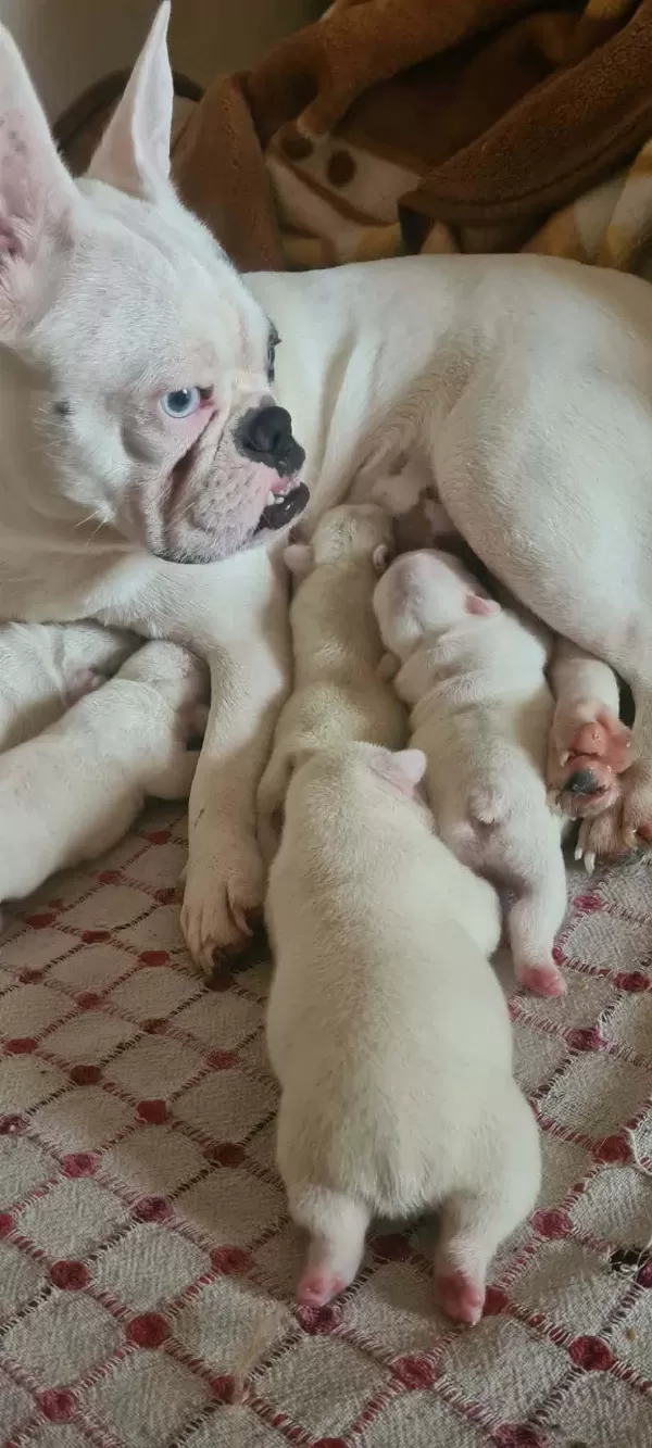 3 Haziran Doğumlu Beyaz Mavi Göz French Bulldog