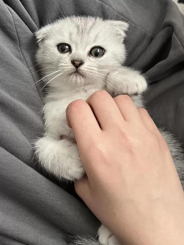 Yavru Scottish Fold Kedisi