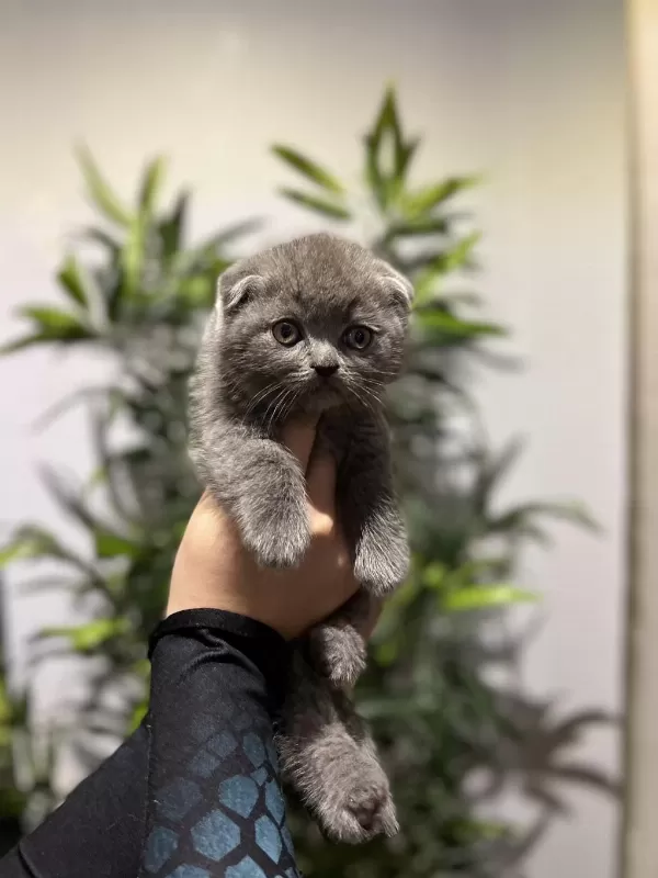 Scottish Fold Gri Yavrularim