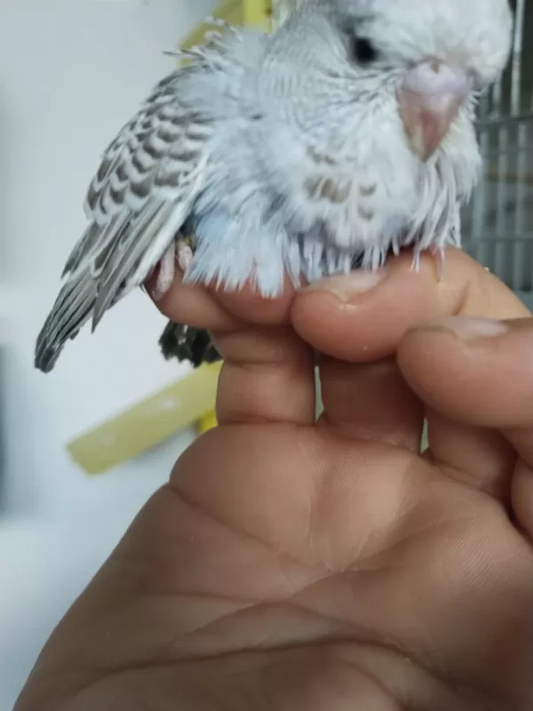 Çek Ve Jumbo Muhabbet Kuşları