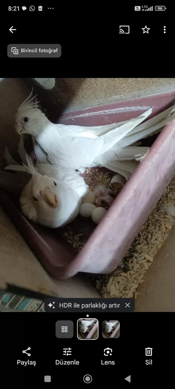 Albino Takım Sultan Papağanı