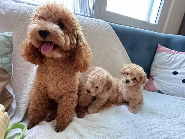 Toy Poodle Kayısı Renk Bebiş