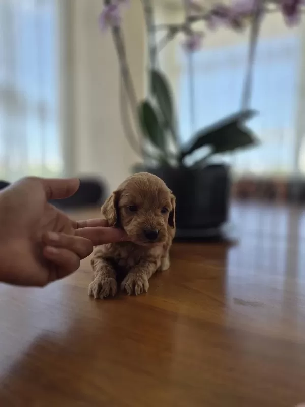 Erkek Maltipoo Yavrumuz
