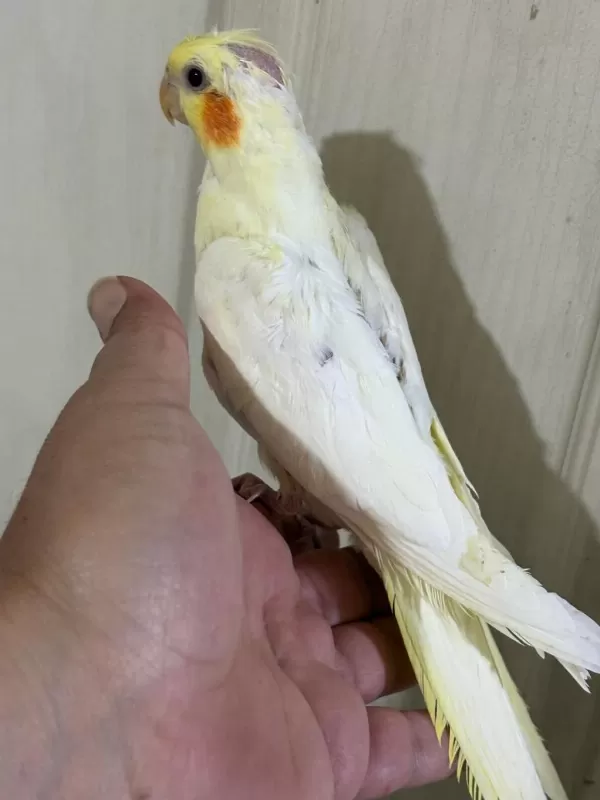 53 Günlük Ful Evcil Lutino Sultan Papağani Bebek