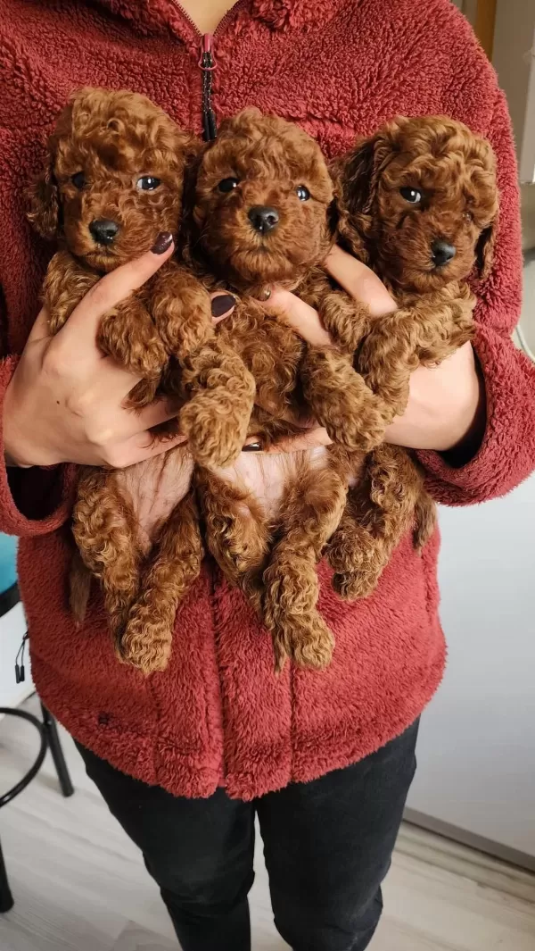 Toy Poodle Bebeklerim