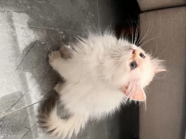 Pofuduk British Longhair Prenses