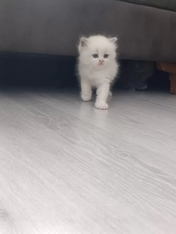 A Kalite Top Kafa Sıfır Kulak Scottish Fold