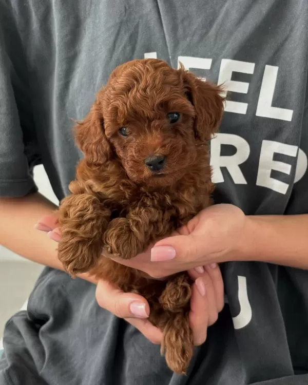Toy Poodle Yavrulari