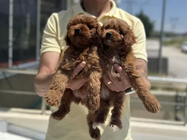 Petmode Köpek Çiftliğinden Ziyarete Maltipoo