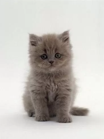 British Longhair Yavrular Evinizin Neşesi Olacaktır