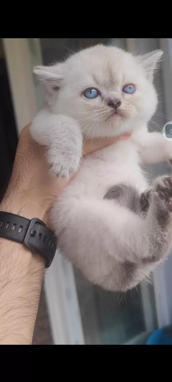 British Shorthair Kedisi